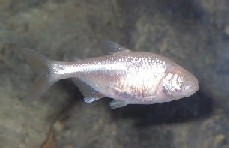 cavefish(blindfish)